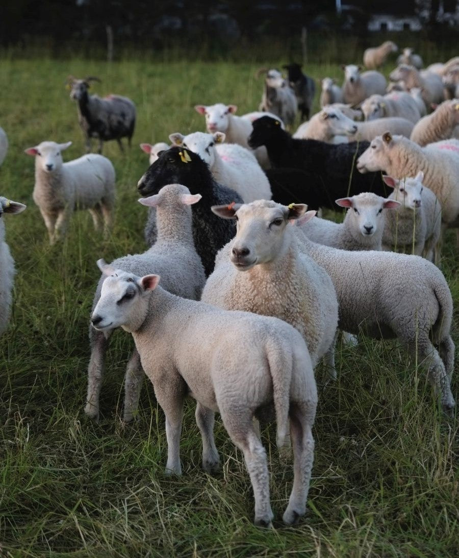 Billede af den fåreflok, der leverer uld til Kamgarn 2.